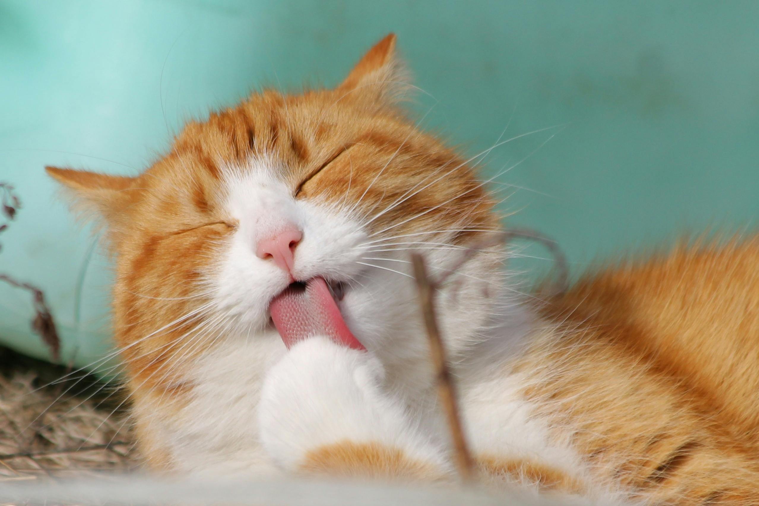 Endlich geklärt: Donald Trumps Frisur ist eigentlich eine schlafende Katze – US-Präsident outet sich als Katzenliebhaber