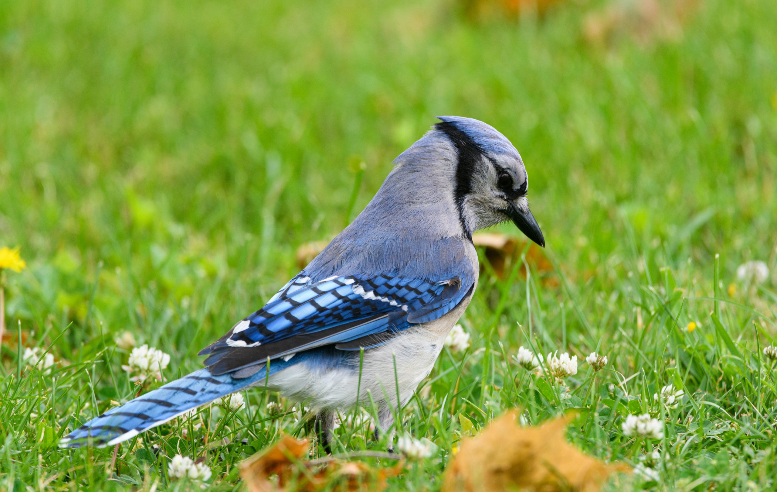 Studie beweist: Der frühe Vogel fängt den Wurm – stirbt aber auch früher an Burnout