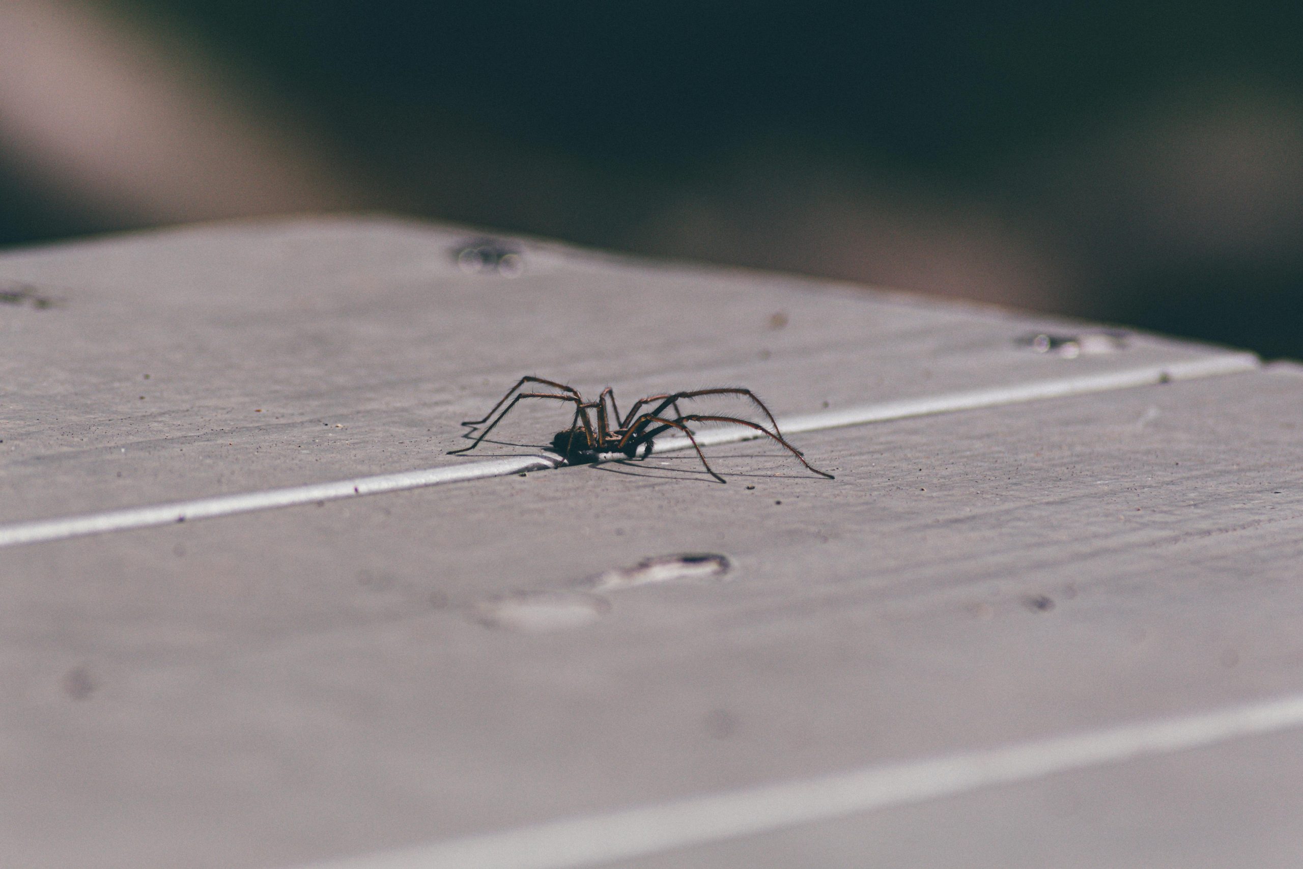 Spinne leidet unter Menschenphobie – meidet Badezimmer konsequent