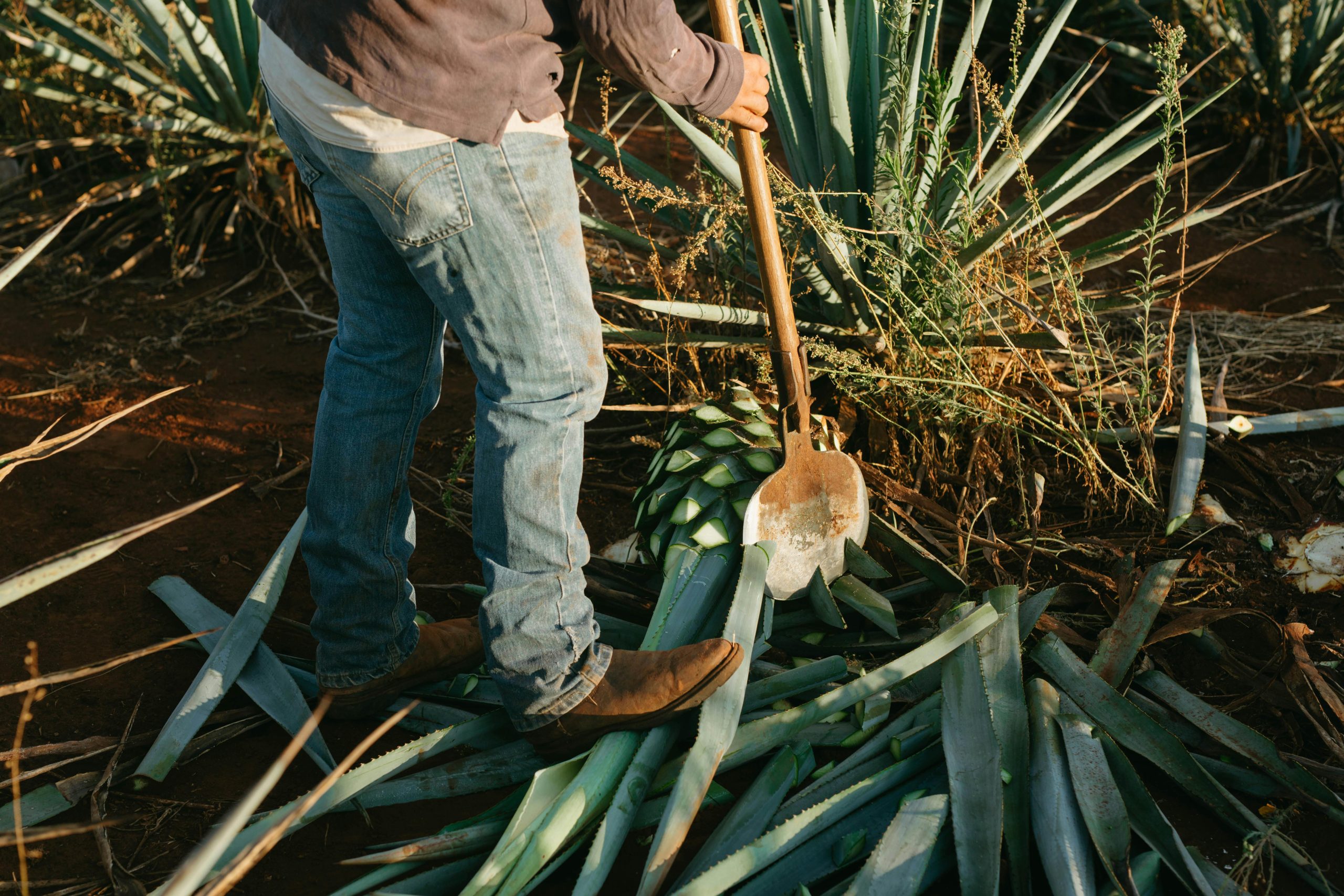 Mezcal-Boom gefährdet Falter – Der geheime Leidtragende der Agavenlust