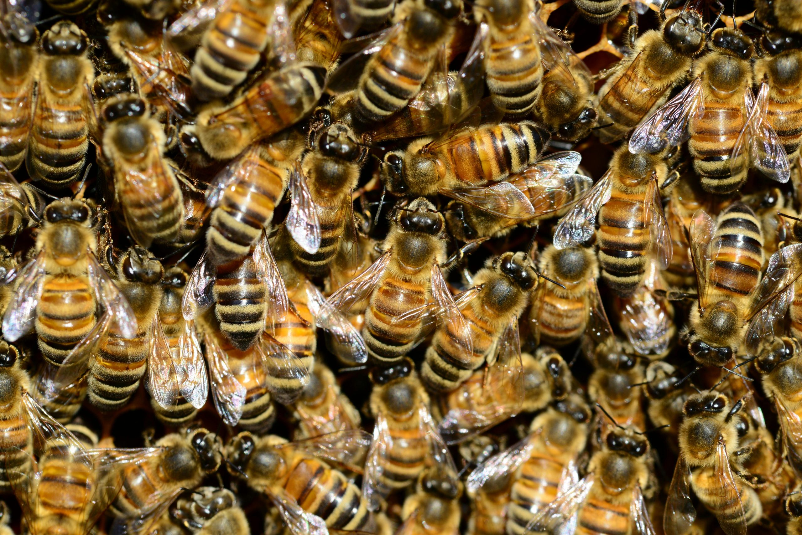 Staatenbildung mit Stachel – Bienenkönigin übernimmt Wespenbau