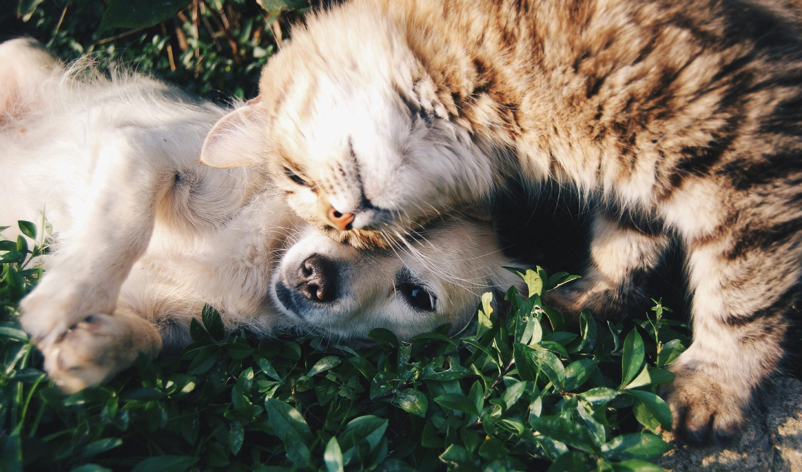 Hund liebt Katze, Katze liebt Maus, Maus liebt Snacks – Wenn Haustiere polyamor werden