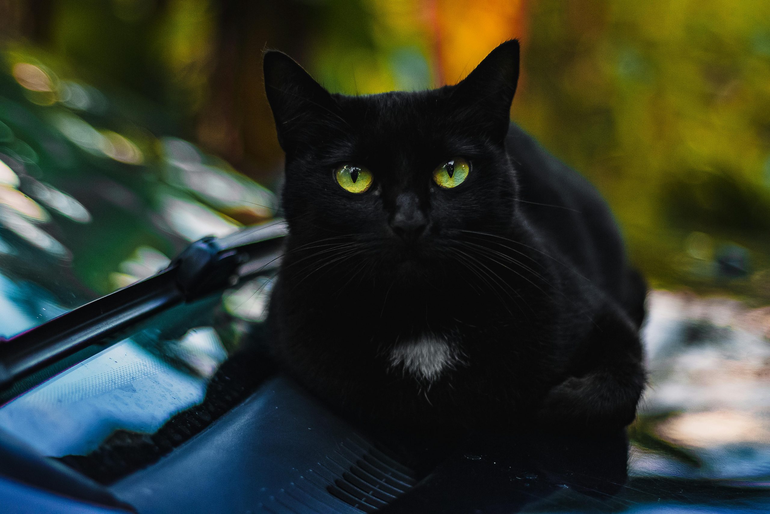 Virus enttarnt: Florida-Katze jetzt offizieller Chefforscher