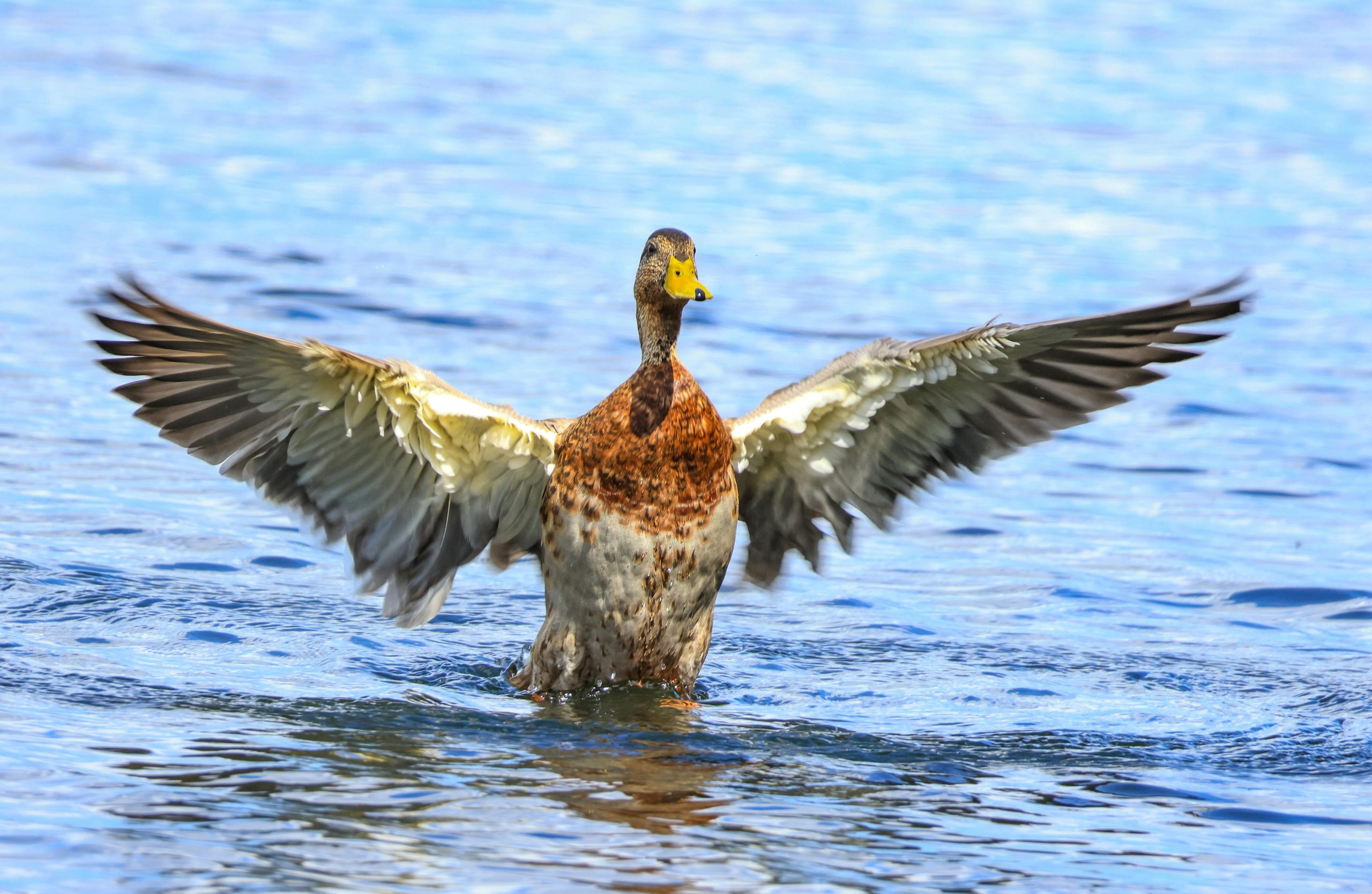 Enten übernehmen Stadtpark – fordern eigenes WLAN und mehr Brot