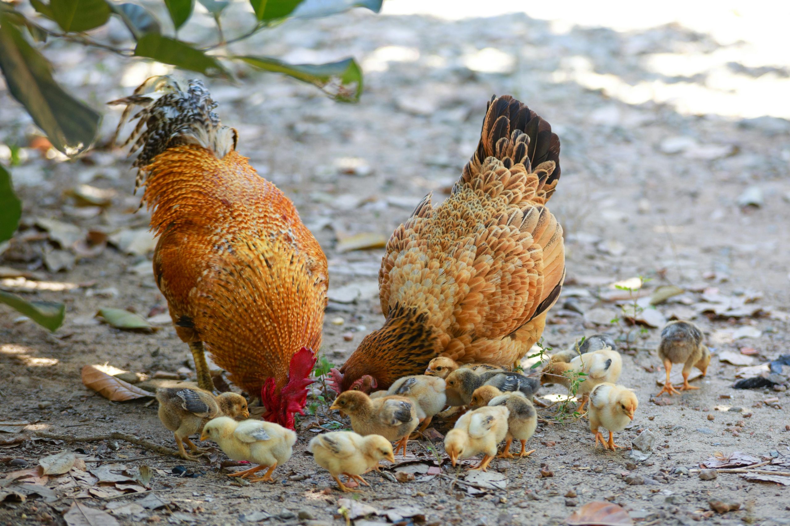 Henne-Ei-Paradoxon gelöst – Huhn verklagt Ei auf Urheberrecht