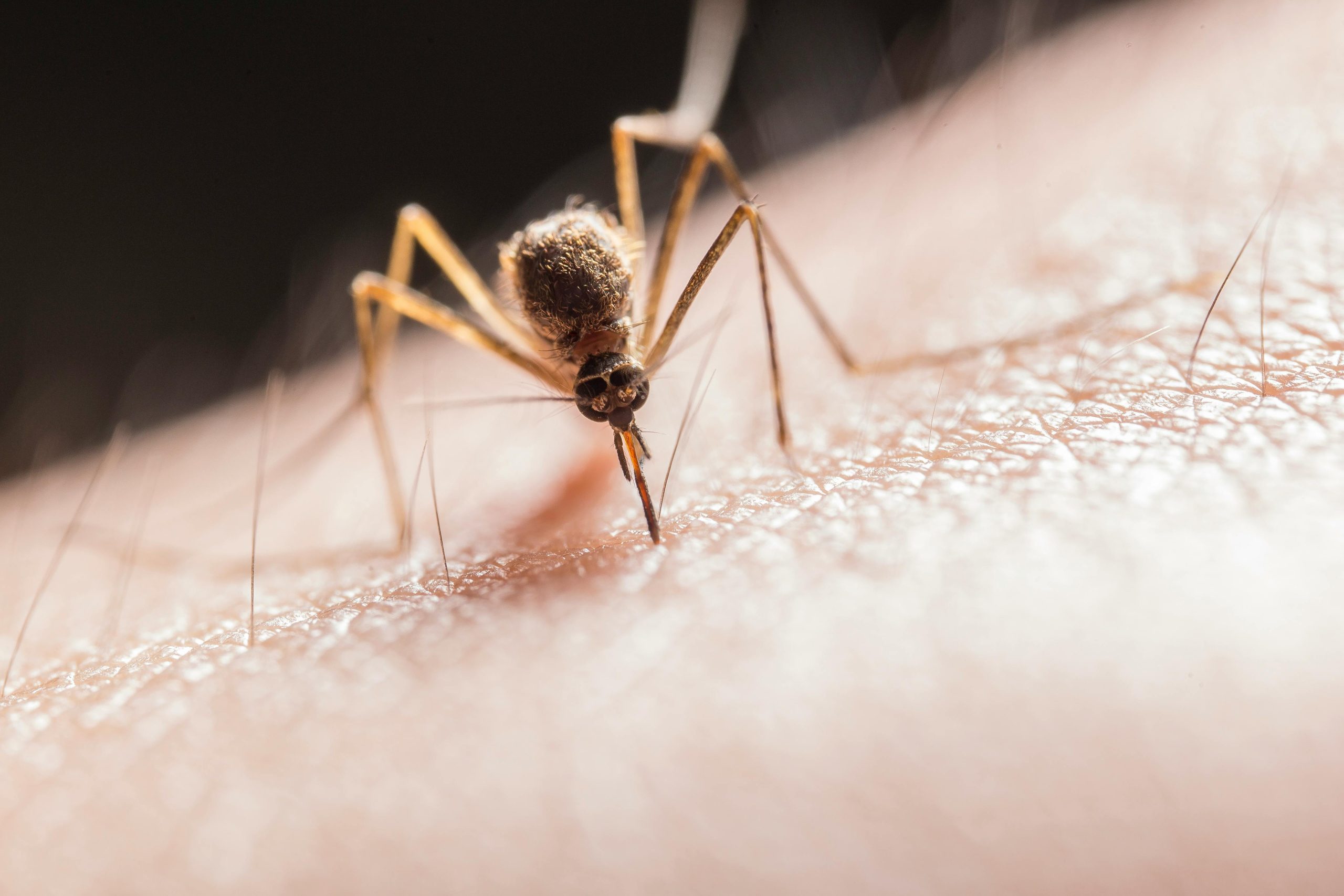 Sommerhorror: Wespen, Bremsen, Mücken und Zecken – die wahren Herrscher der warmen Jahreszeit