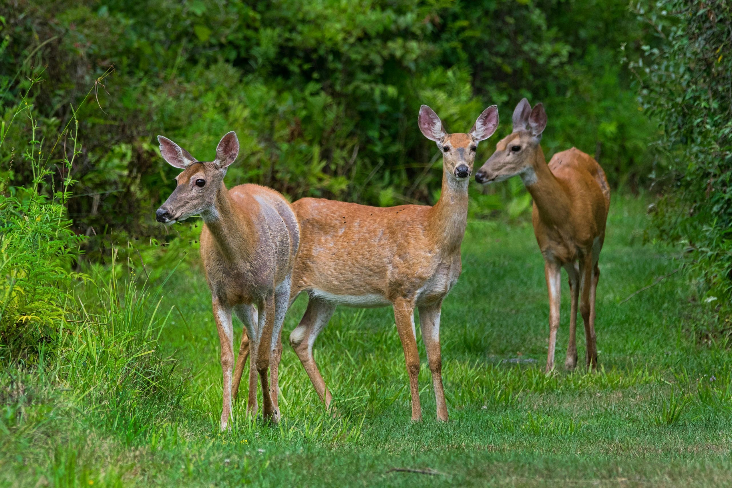 Tierischer Aufstand im Wald: Rehe fordern Tempolimit, Dachse gründen Gewerkschaft