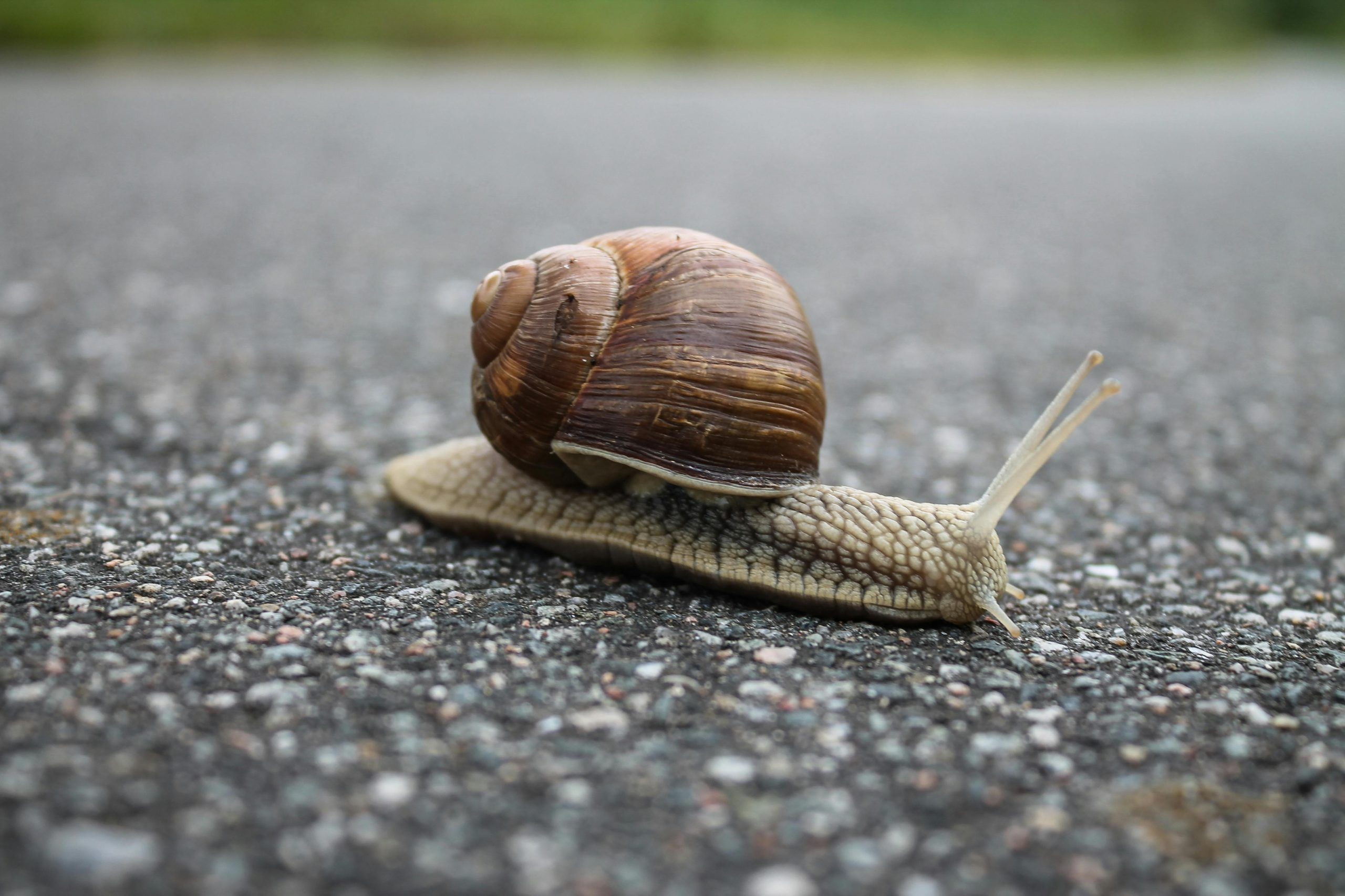 Schnecke reitet Schildkröte – und erlebt den ultimativen Geschwindigkeitsrausch
