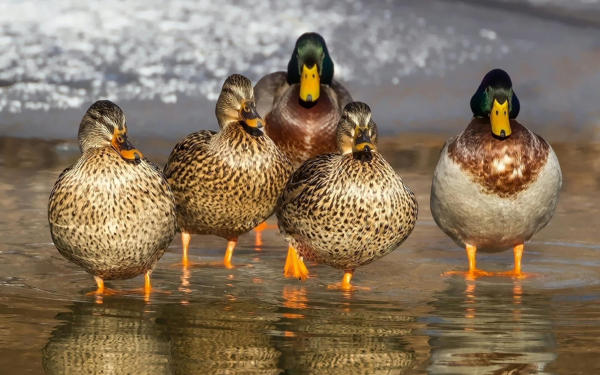 Enten übernehmen Parkverwaltung – strenge Regeln für Hunde und Menschen
